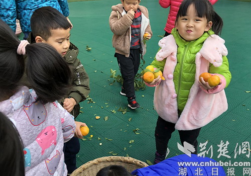 實驗幼兒園校內橘樹喜豐收 幼兒采摘忙